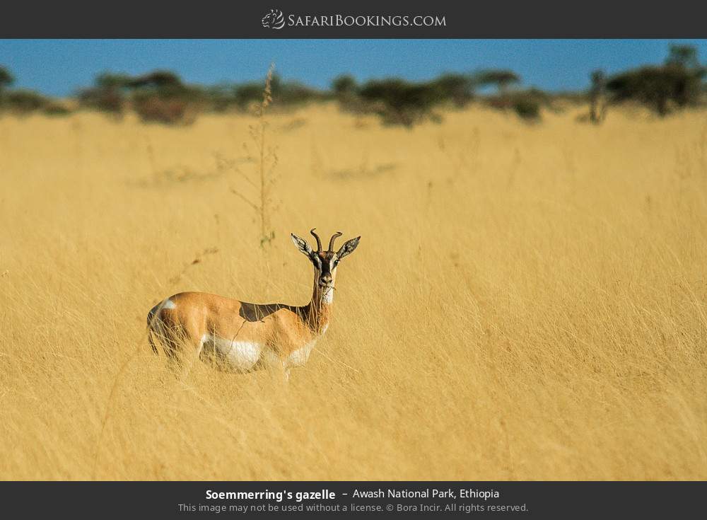 Soemmerring's gazelle in Awash National Park, Ethiopia