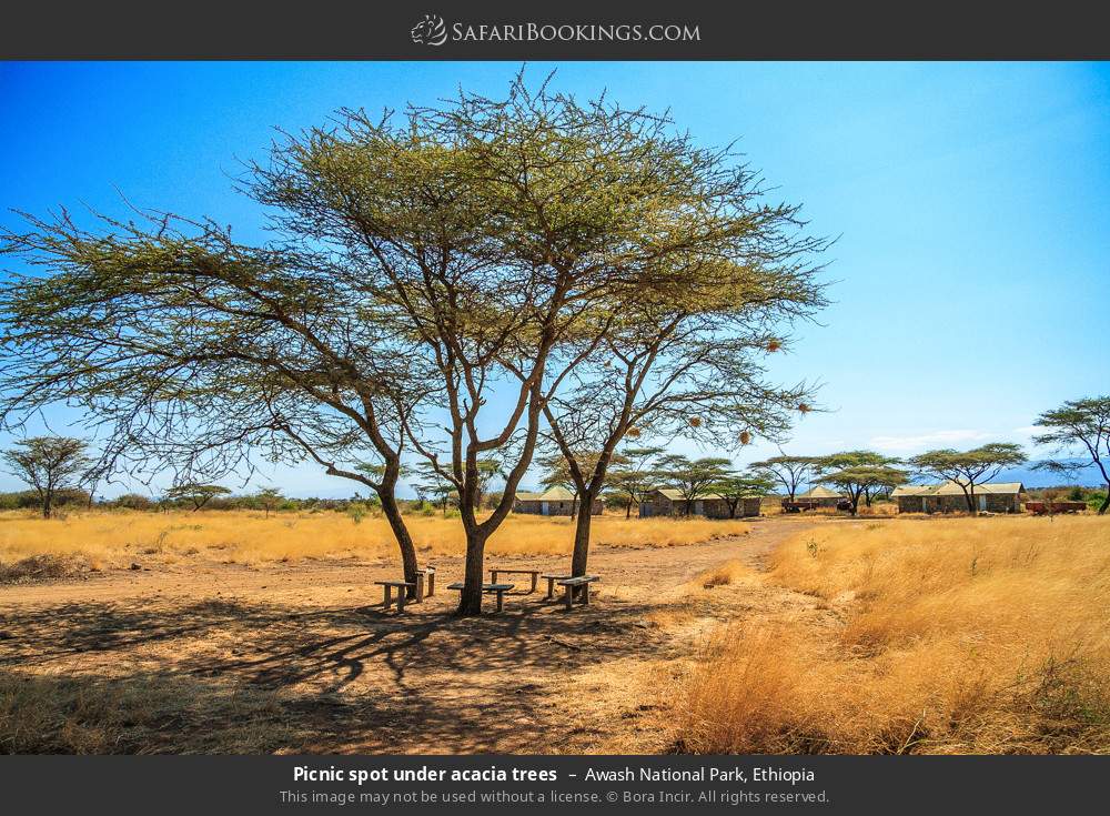 Picnic spot under acacia trees in Awash National Park, Ethiopia
