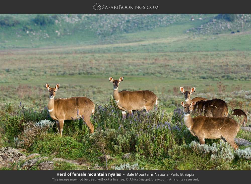 Herd of female mountain nyalas in Bale Mountains National Park, Ethiopia
