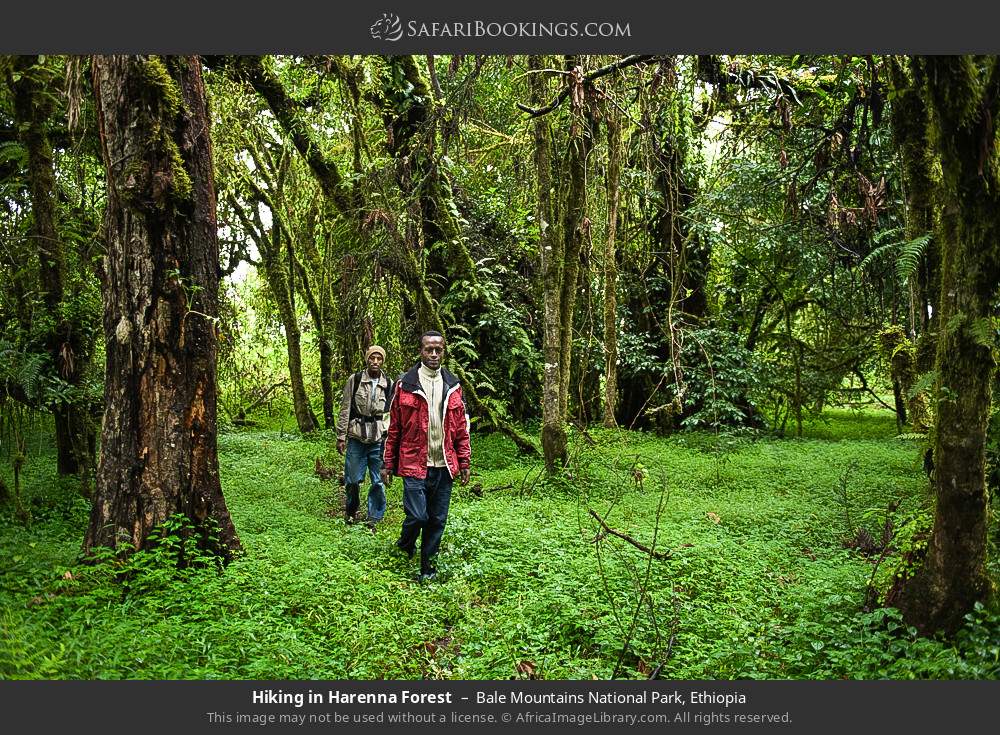 Hiking in Harenna Forest, Bale Mountains NP in Bale Mountains National Park, Ethiopia