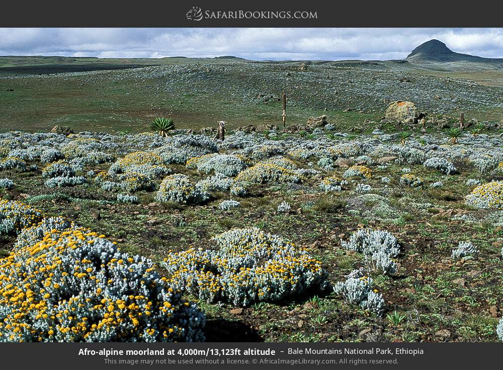 Afro-alpine moorland at 4,000m/13,123ft altitude in Bale Mountains National Park, Ethiopia