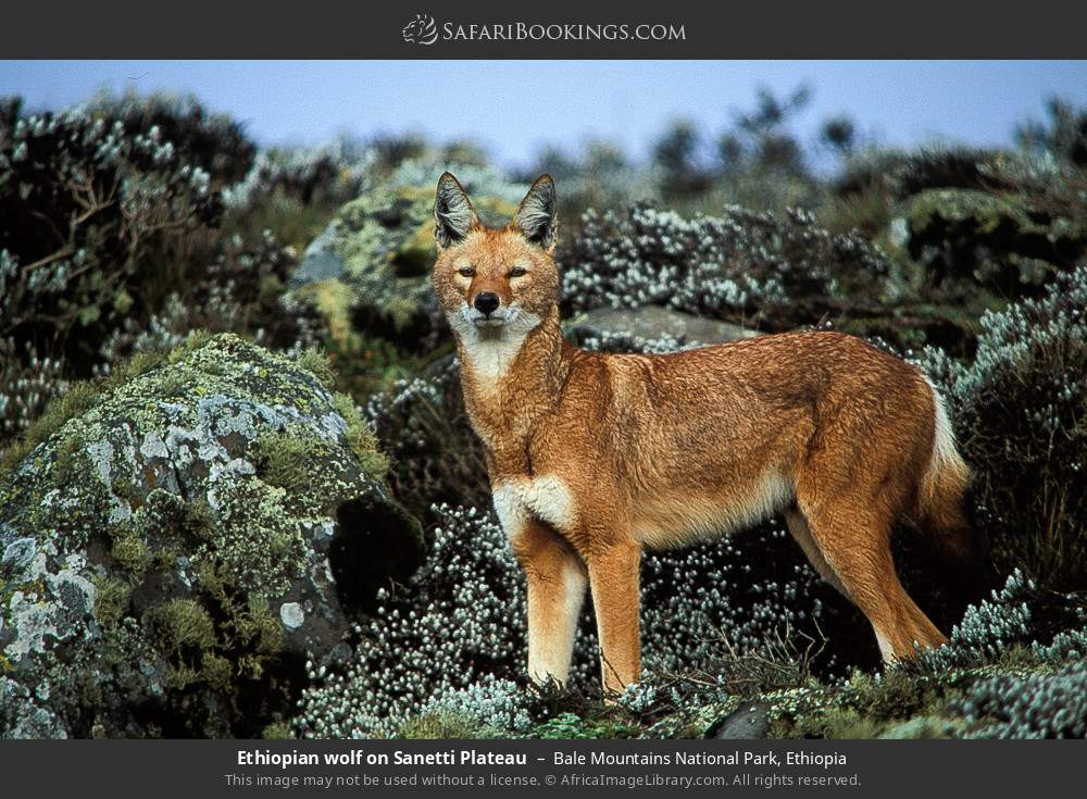 Ethiopian wolf on Sanetti Plateau in Bale Mountains National Park, Ethiopia