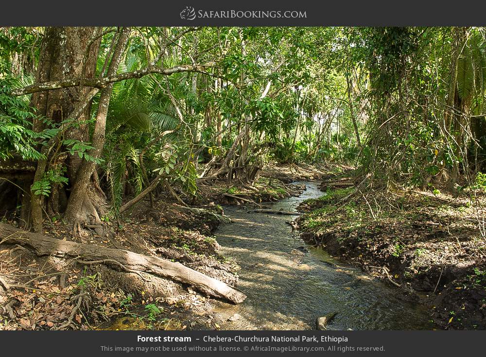 Forest stream in Chebera-Churchura National Park, Ethiopia