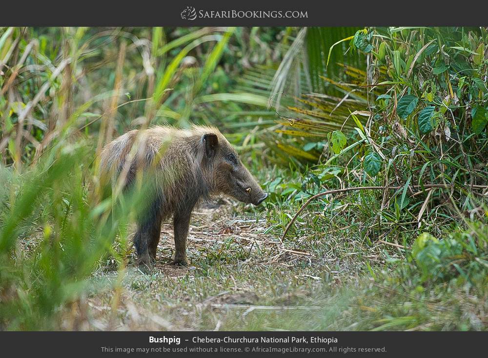 Bushpig in Chebera-Churchura National Park, Ethiopia