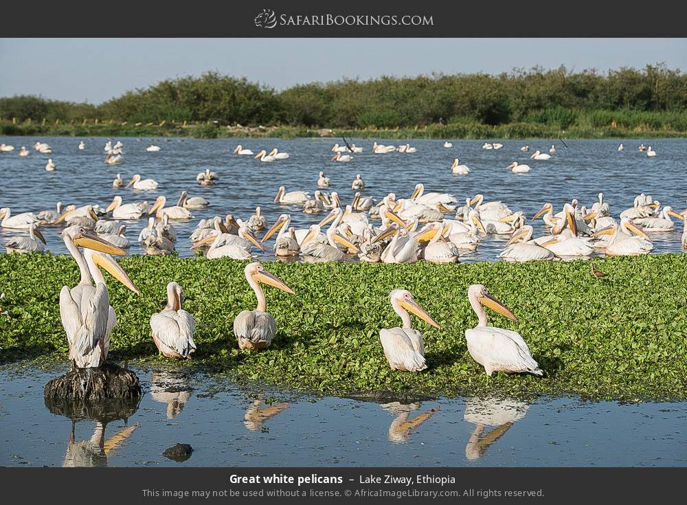 Great white pelicans in Lake Ziway, Ethiopia
