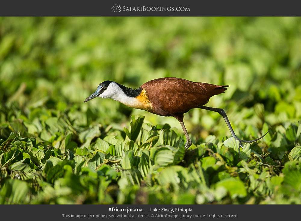 African jacana in Lake Ziway, Ethiopia