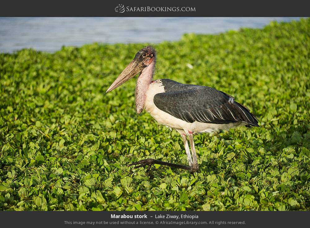 Marabou stork in Lake Ziway, Ethiopia