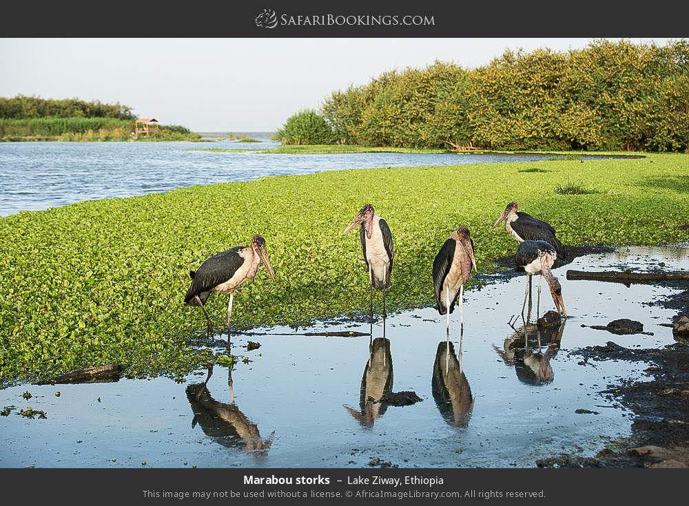 Marabou storks, Lake Ziway in Lake Ziway, Ethiopia