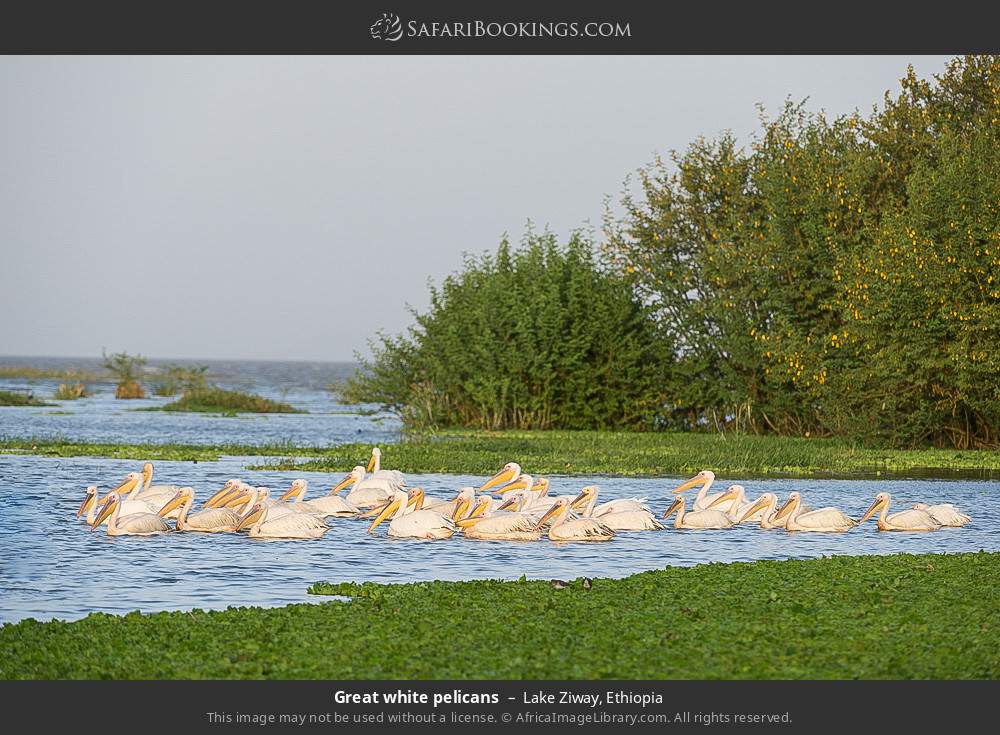 Great white pelicans, Lake Ziway in Lake Ziway, Ethiopia