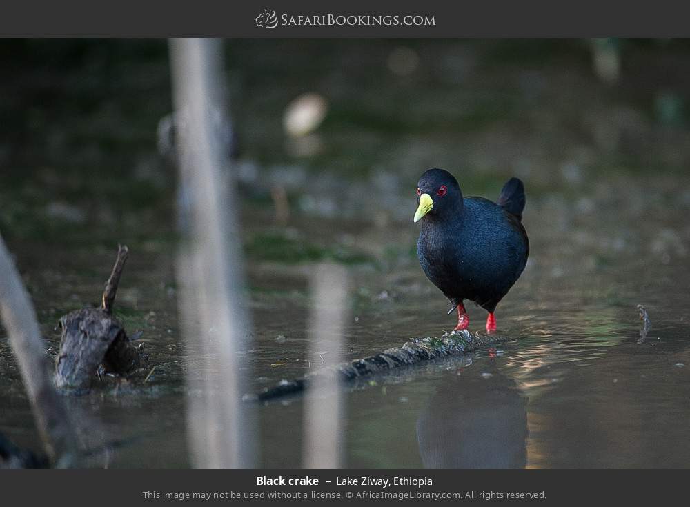 Black crake in Lake Ziway, Ethiopia