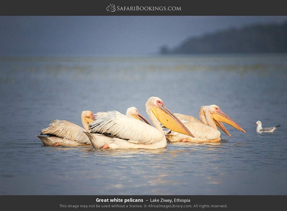 Great white pelicans in Lake Ziway, Ethiopia