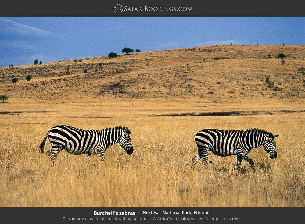 Plains zebras in Nechisar National Park, Ethiopia