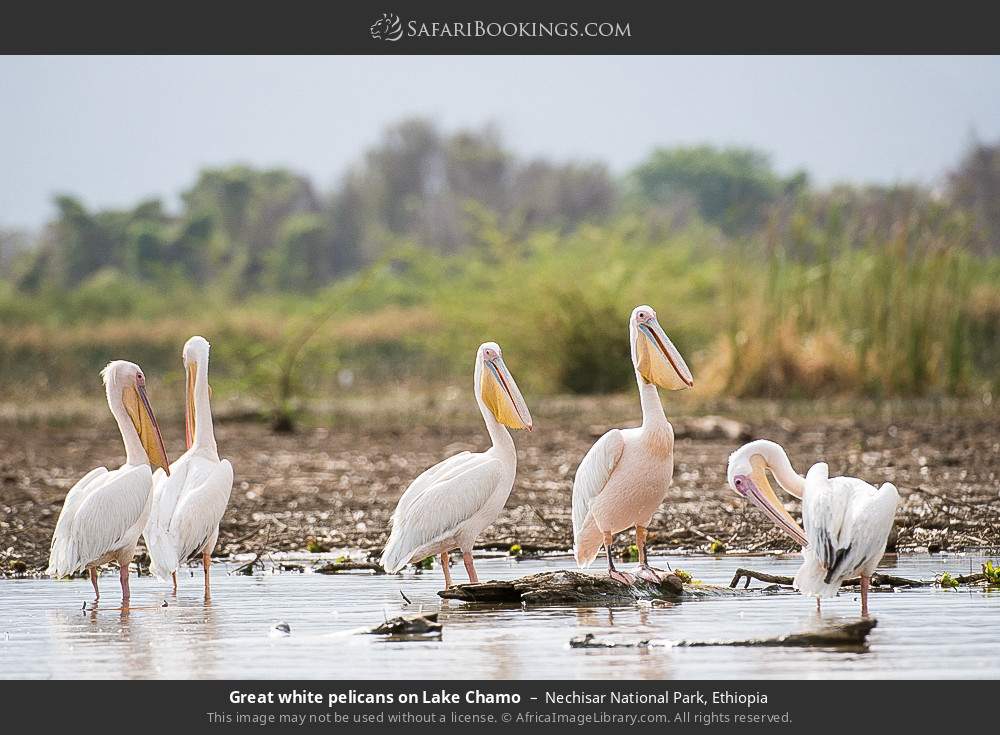 Great white pelicans on Lake Chamo in Nechisar National Park, Ethiopia