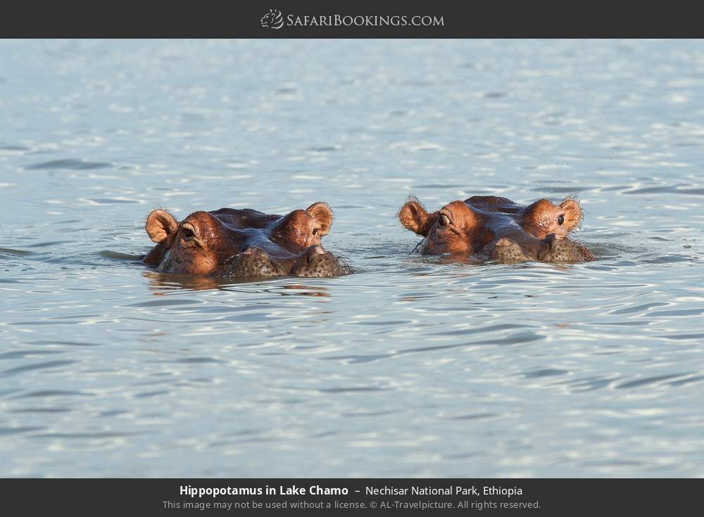 Hippos in Lake Chamo in Nechisar National Park, Ethiopia