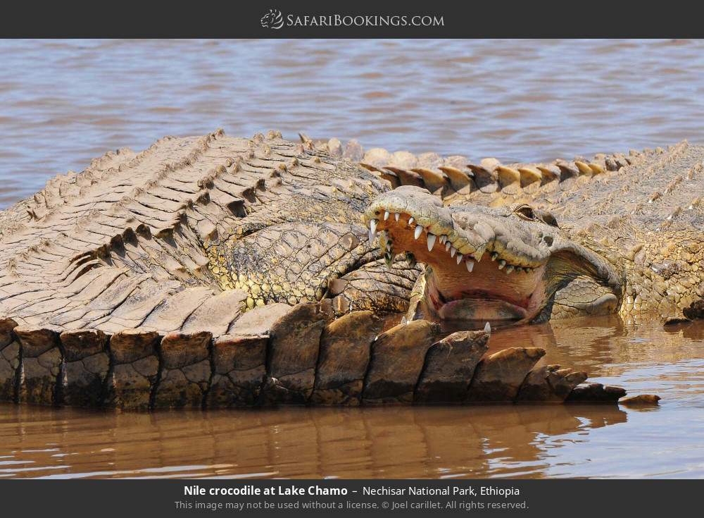 Nile crocodiles at Lake Chamo in Nechisar National Park, Ethiopia