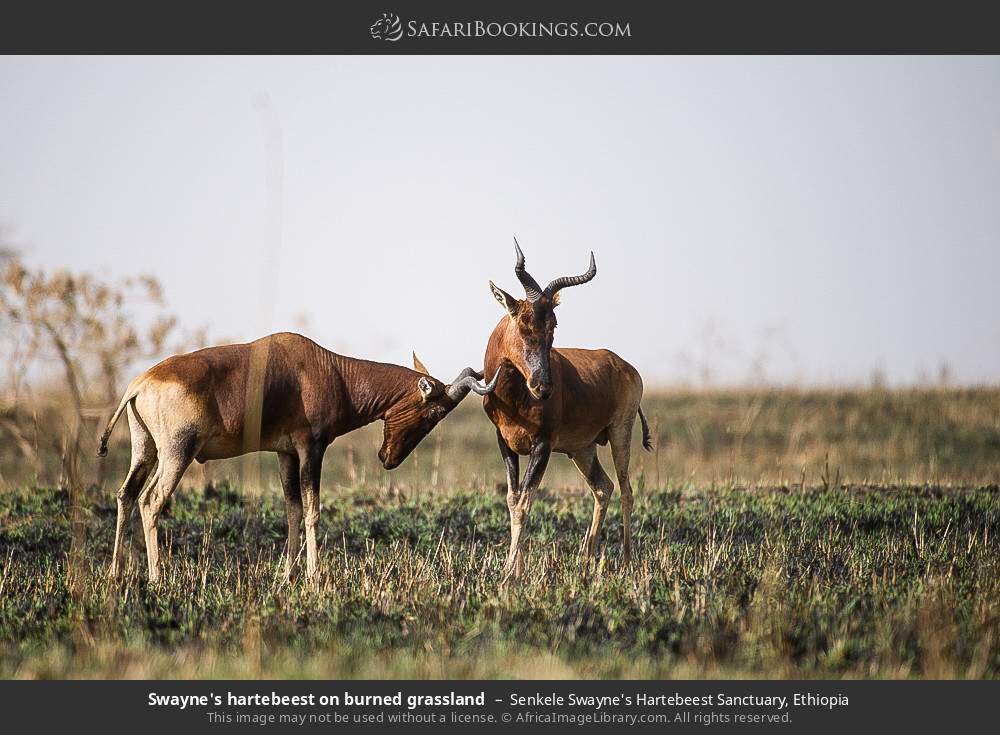 Swayne's hartebeest on burned grassland in Senkele Swayne's Hartebeest Sanctuary, Ethiopia