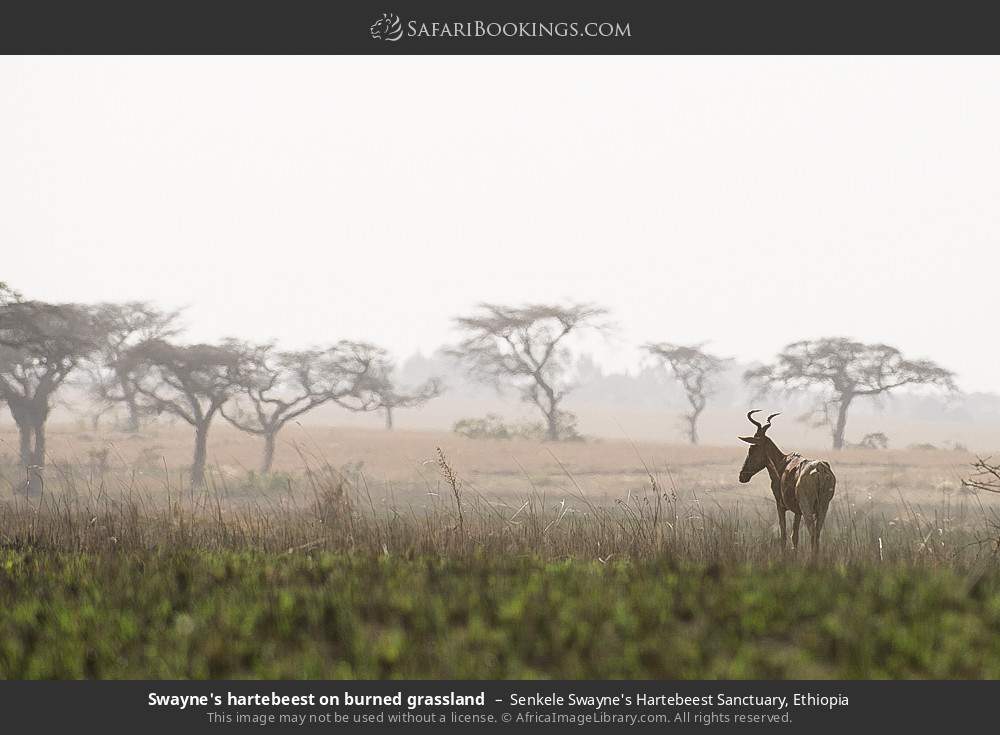 Swayne's hartebeest on burned grassland in Senkele Swayne's Hartebeest Sanctuary, Ethiopia