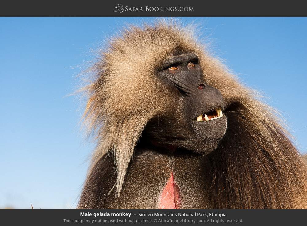 Male gelada monkey in Simien Mountains National Park, Ethiopia