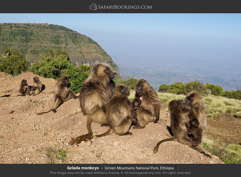Gelada monkeys in Simien Mountains NP in Simien Mountains National Park, Ethiopia