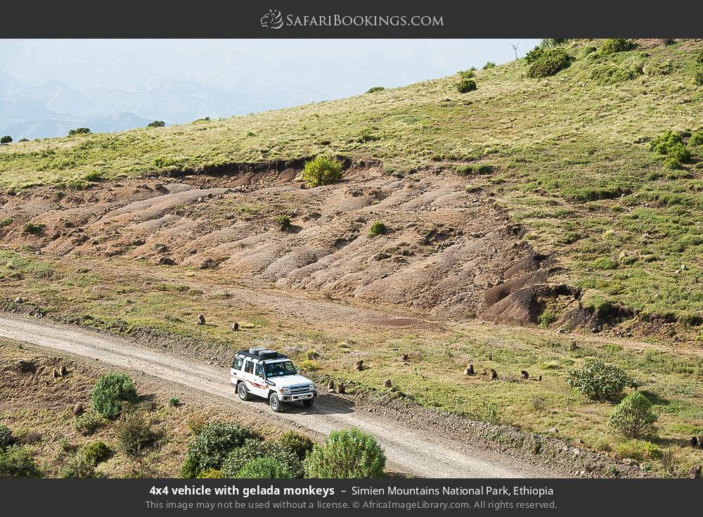 4x4 vehicle with gelada monkeys in Simien Mountains National Park, Ethiopia