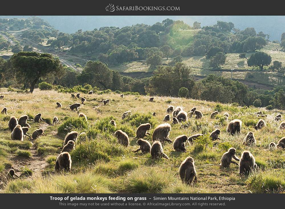 Troop of gelada monkeys feeding on grass in Simien Mountains National Park, Ethiopia