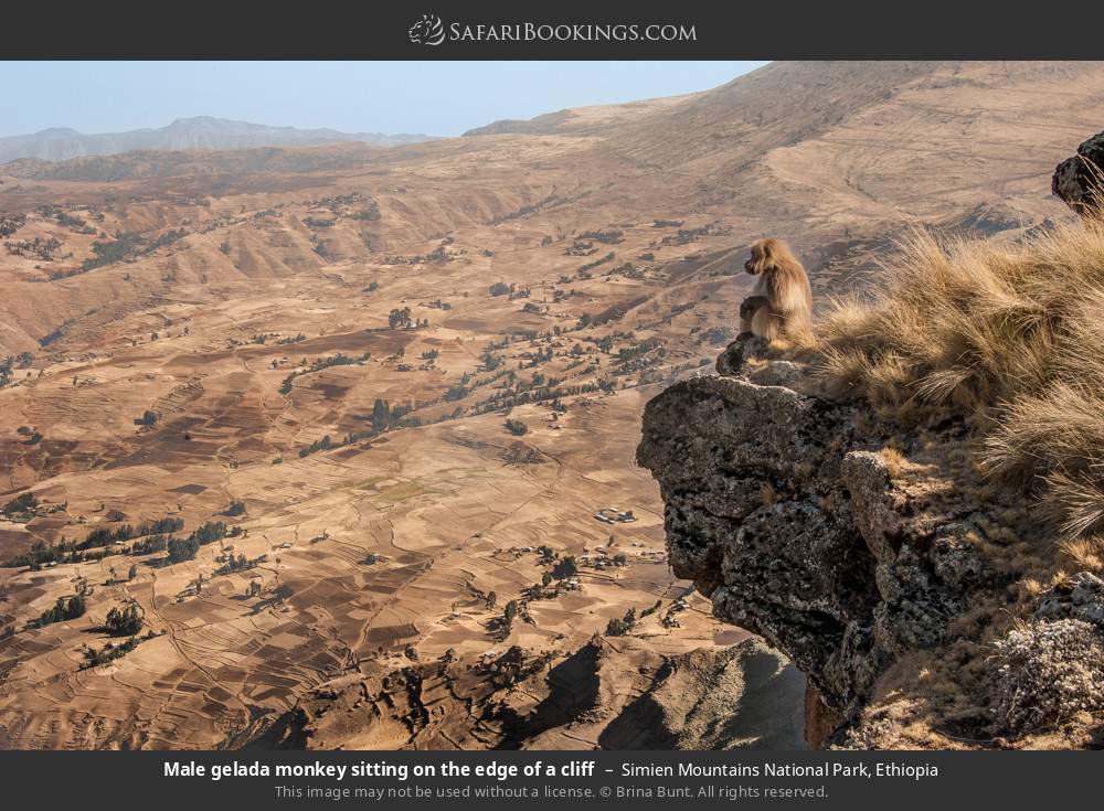 Male gelada monkey sitting on the edge of a cliff, Simien Mountains NP in Simien Mountains National Park, Ethiopia
