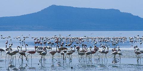 4-Day Birdwatching & Photograph Tour in Rift Valley