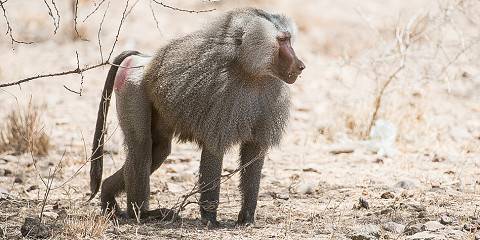 Historic Harar & Awash National Park Adventure