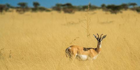 4-Day Best of Ethiopia Cultural & Safari Experience