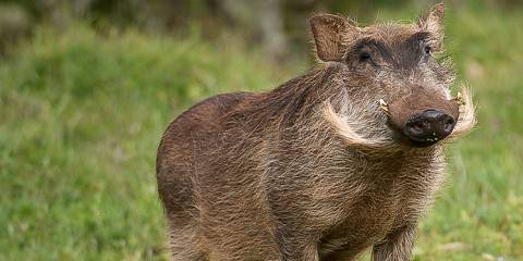 9-Day Simien & Bale Mountain Wildlife & Nature Tour