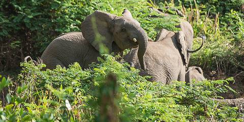 6-Day Wildlife Safari Chebera Churchura National Park