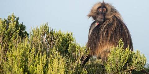 5-Day Simien Mountains Trekking Adventure