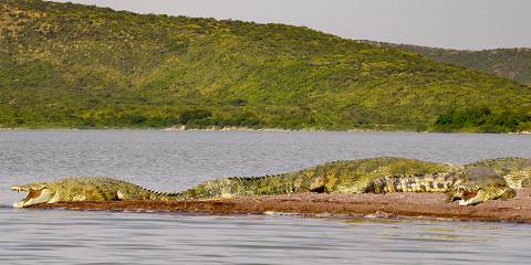 Explore Ethiopia's Rift Valley Lakes with Wildlife