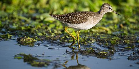Ethiopia Birdwatching Tour