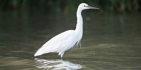 12-Day Photography and Ethiopian Birdwatching Tour