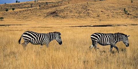Discover the Wildlife of Awash National Park