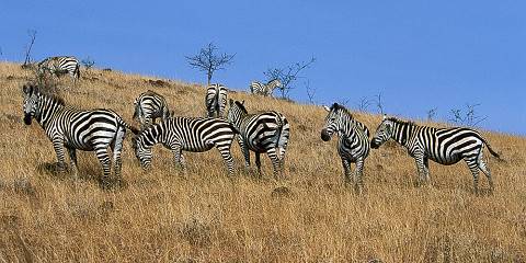 4-Day Elevating the Nechisar Safari Experience