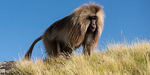 3-Day Guassa Community Wildlife Safari
