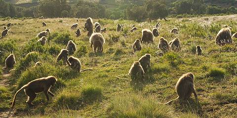 7-Day Simien Mountains , Gondar Castelel and Bahir Dar
