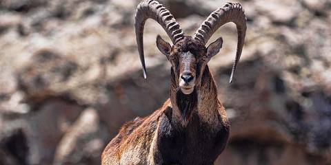 3-Day Trekking the Roof of Africa in Simien Mountain NP