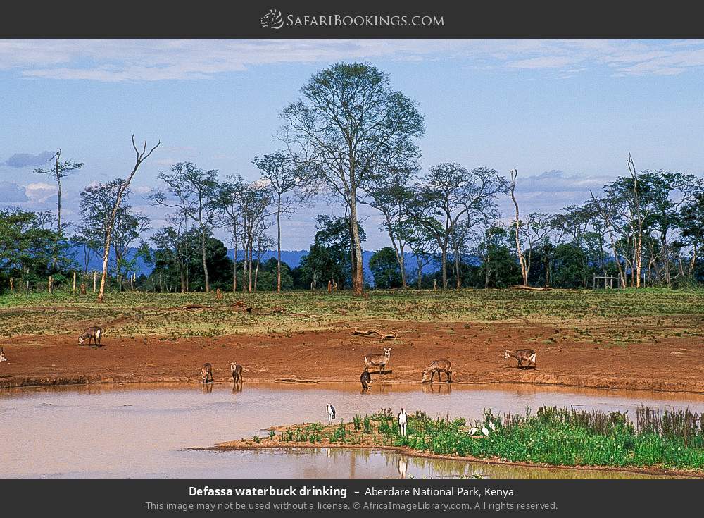 Defassa waterbuck drinking in Aberdare National Park, Kenya