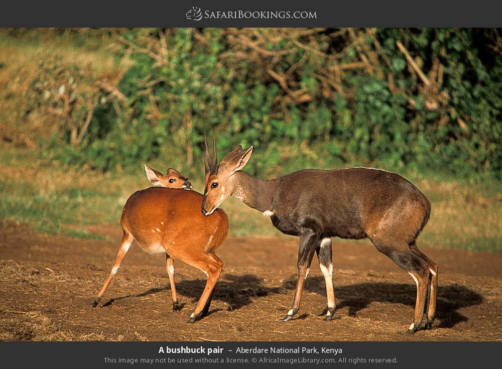 A bushbuck pair in Aberdare National Park, Kenya