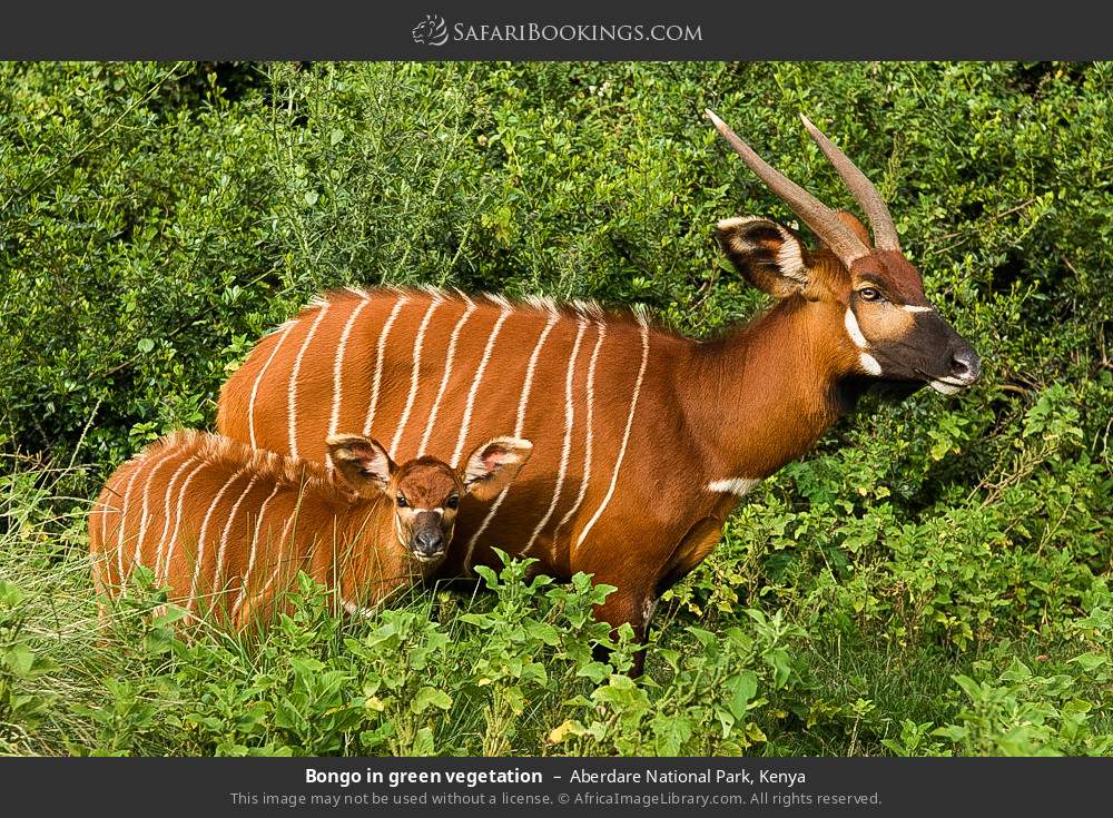 Bongo with calf in Aberdare National Park, Kenya