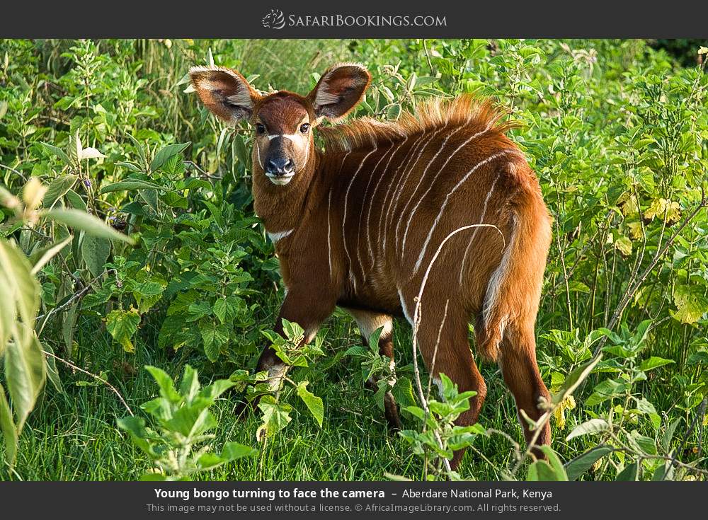 Young bongo in Aberdare National Park, Kenya