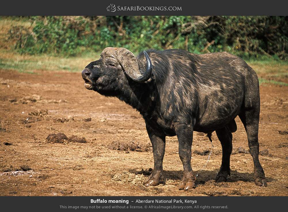 Buffalo bull in Aberdare National Park, Kenya
