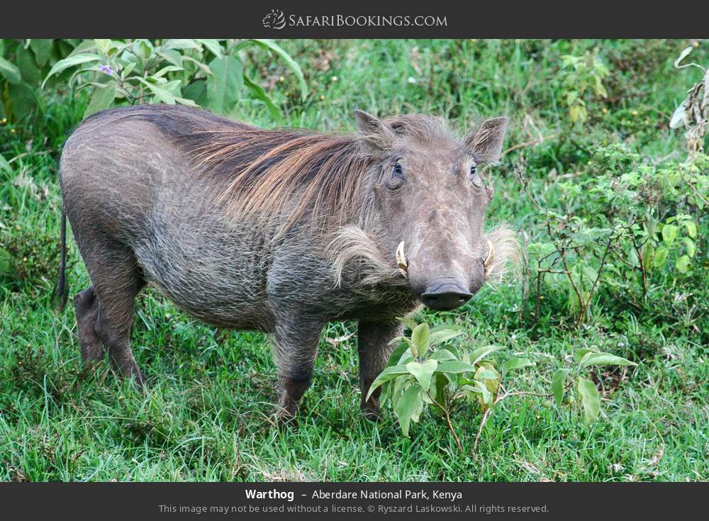 Warthog in Aberdare National Park, Kenya