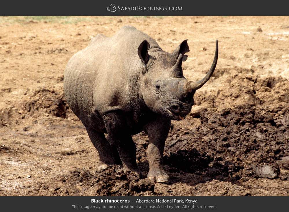 Black rhinoceros in Aberdare National Park, Kenya