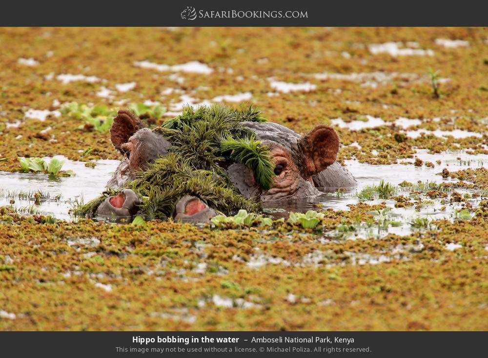Hippo bobbing in the water in Amboseli National Park, Kenya