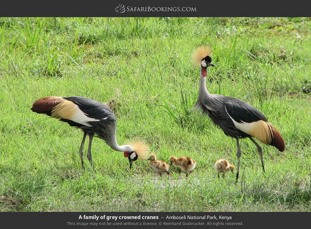 Grey crowned cranes with chicks in Amboseli National Park, Kenya