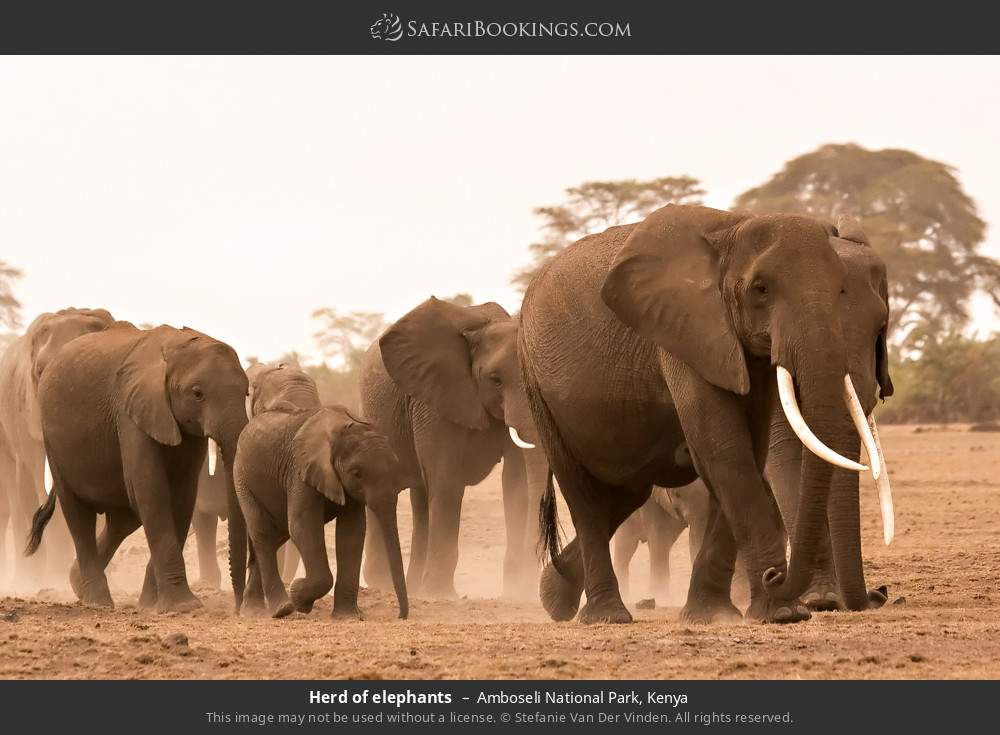 Herd of elephants in Amboseli National Park, Kenya